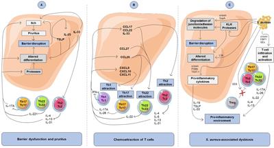 Cytokine-Mediated Crosstalk Between Keratinocytes and T Cells in Atopic Dermatitis